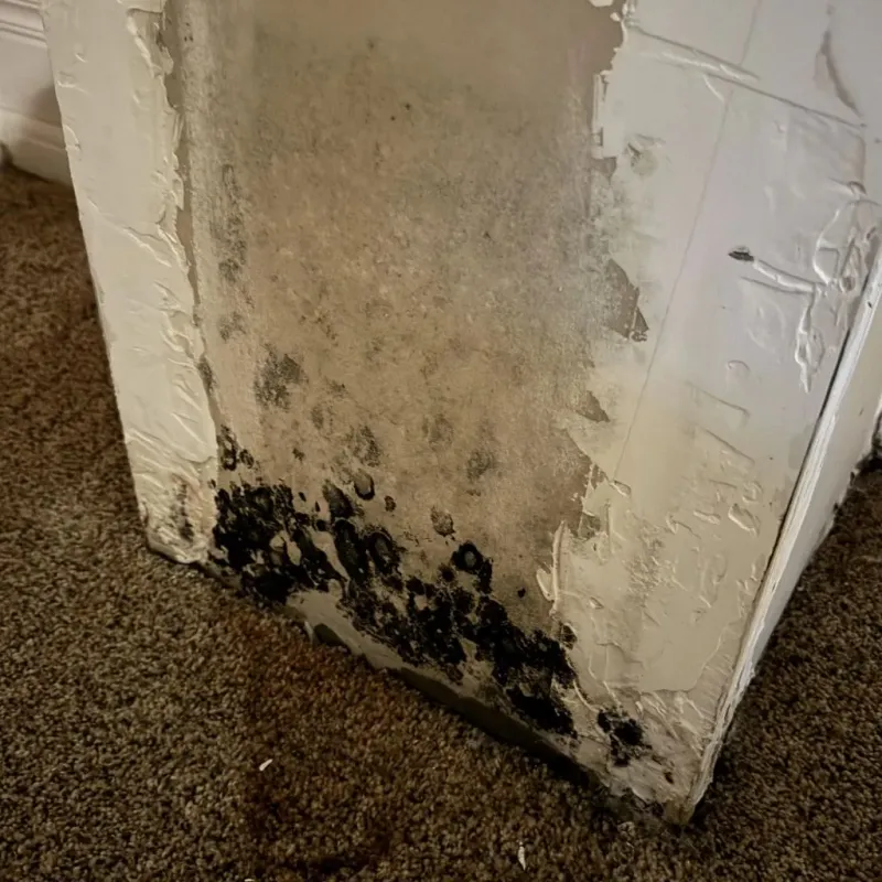 Professional Mold Removal in Montgomery County, OH